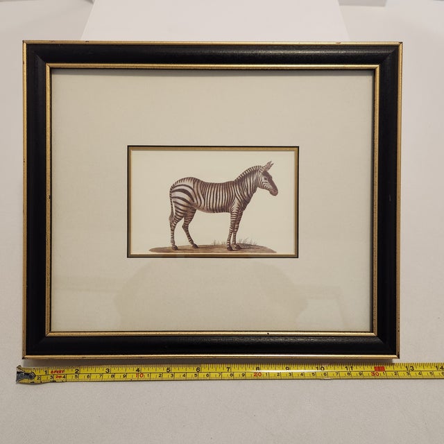 1990s Framed Zebra Natural History Style Print - Black & Gold Wood Frame For Sale - Image 4 of 7