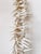 Contemporary Vintage Costal Sea Shell Garland Table Decor or Holiday Decor For Sale - Image 3 of 9