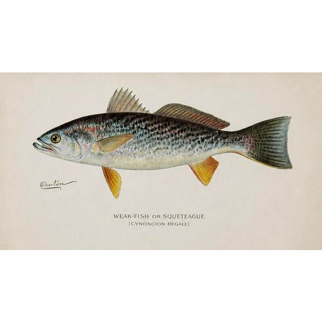 Rustic White Bass, Bonito & Weakfish - Original Fish Prints by Denton Circa 1903, S/3 For Sale - Image 3 of 5