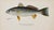 Rustic White Bass, Bonito & Weakfish - Original Fish Prints by Denton Circa 1903, S/3 For Sale - Image 3 of 5