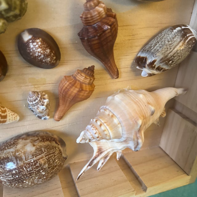 2010s Curated Marine Specimen Collection in a Hinged Natural Wood Shadow Box Vitrine For Sale - Image 5 of 12