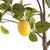 Made to look 100% realistic you, d swear this Lemon Tree Dropin was potted this morning. Pair with your favorite cachepot...