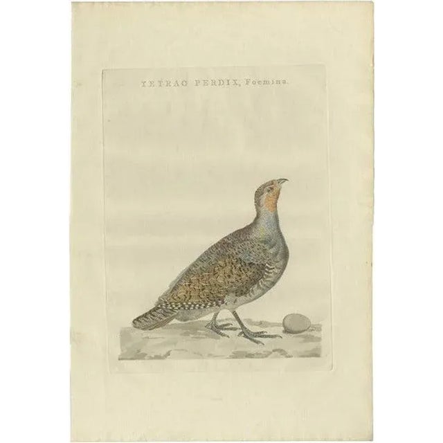 Late 18th Century Sepp, Houttuyn & Nozeman, Female Grey Partridge, 1789, Print For Sale - Image 5 of 5