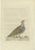 Late 18th Century Sepp, Houttuyn & Nozeman, Female Grey Partridge, 1789, Print For Sale - Image 5 of 5