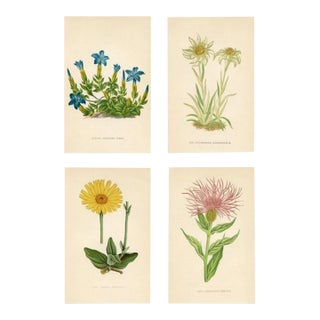 1890s, Edelweiss Botanical Print, Flora of the Alps, Set of 4, Antique Botanical Prints, Lithographs, England For Sale