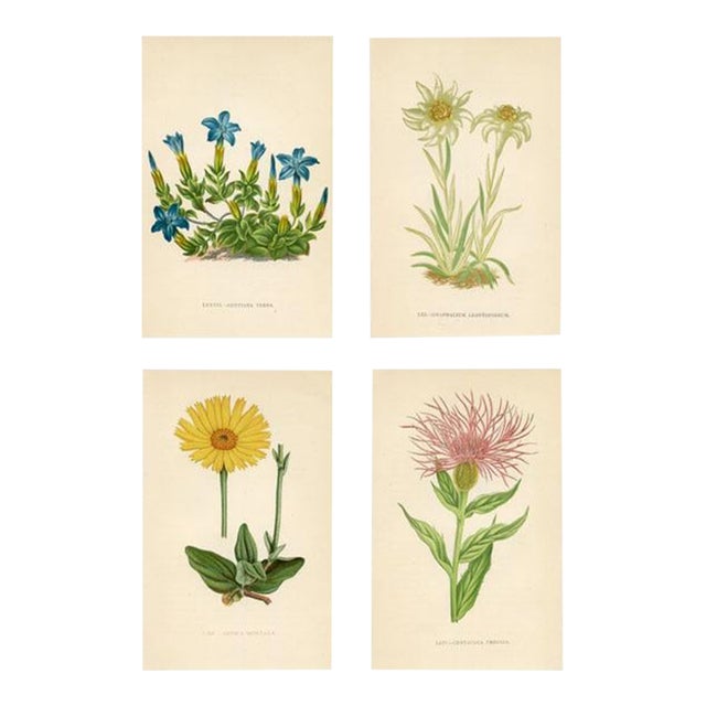 1890s, Edelweiss Botanical Print, Flora of the Alps, Set of 4, Antique Botanical Prints, Lithographs, England For Sale