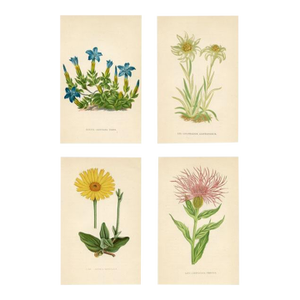 1890s, Edelweiss Botanical Print, Flora of the Alps, Set of 4, Antique Botanical Prints, Lithographs, England