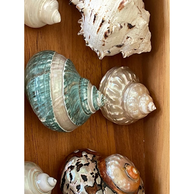1970s Large Sea Shells Specimens in Mahogany Box For Sale - Image 5 of 5