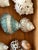1970s Large Sea Shells Specimens in Mahogany Box For Sale - Image 5 of 5