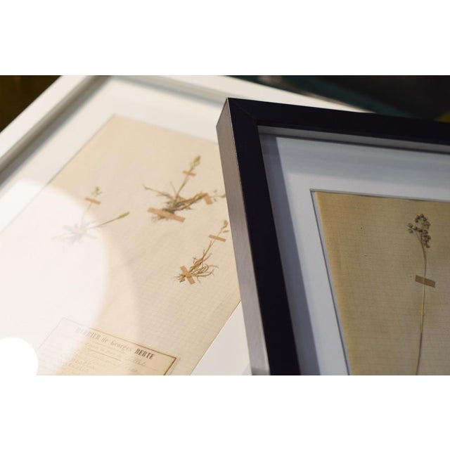 Lot 90 Herbarium Boards Vintage Plant and Flower Decoration by George Bert, France 1940', 1940, Grass For Sale - Image 4 of 18