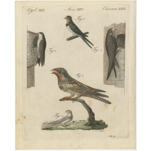 Bertuch, Swallows, Swifts and Nightjar, 1805, Print For Sale - Image 3 of 12