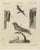 Bertuch, Swallows, Swifts and Nightjar, 1805, Print For Sale - Image 3 of 12