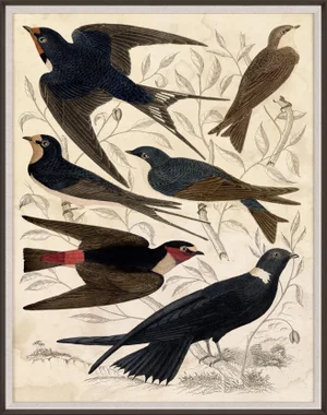 Gallivani Birds 1, Framed Artwork
