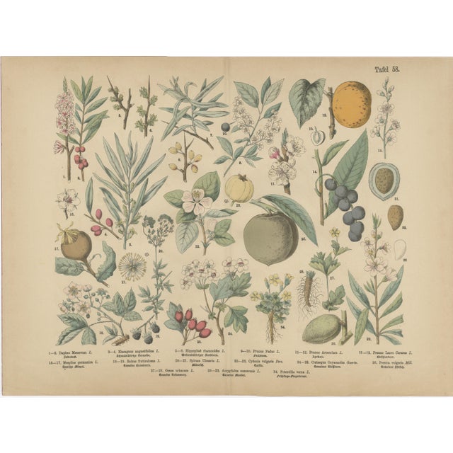 Paper M. Fünfstück, Exotic Plants & Fruit Trees, 1890s, Chromolithograph, Set of 2 For Sale - Image 7 of 9