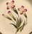 Ceramic Wedgwood Creamware Botanical Specimen Plate With Pink Flowers and Brown Printed Border Dated 1862 For Sale - Image 7 of 11