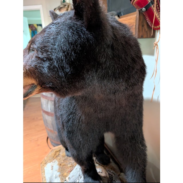 1990s Full Body American Black Bear Taxidermy Mount For Sale - Image 5 of 7