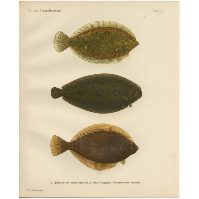 Wilhelm von Wright, Flounder, Common Sole and Dab, 1895, Lithograph on Paper For Sale