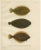Wilhelm von Wright, Flounder, Common Sole and Dab, 1895, Lithograph on Paper For Sale