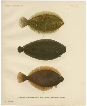 Wilhelm von Wright, Flounder, Common Sole and Dab, 1895, Lithograph on Paper