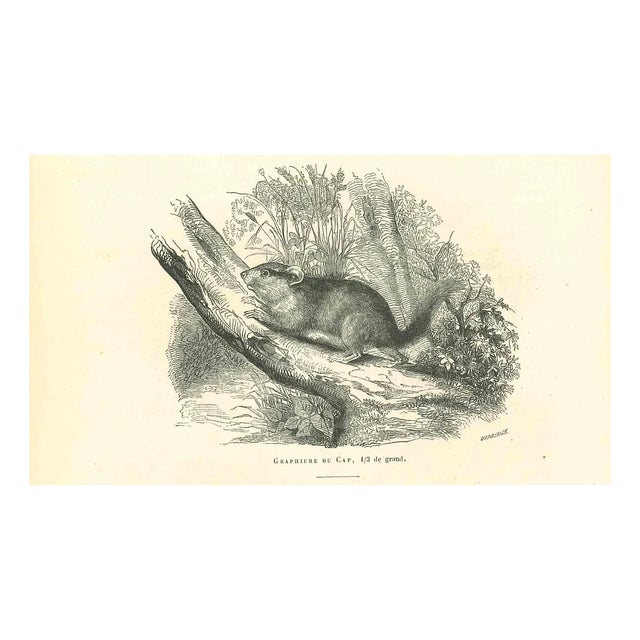 Paul Gervais, The Mouse, Original Lithograph, 1854 For Sale