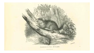 Paul Gervais, The Mouse, Original Lithograph, 1854