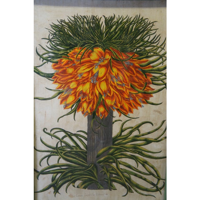 16th Century Set of 2 Hand Painted Old World Floral Botanical Paintings After Basilius Besler 57" For Sale - Image 5 of 12