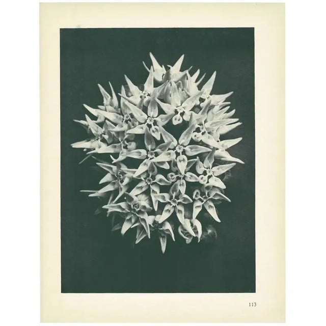 1928 Karl Blossfeldt Original Period Photogravure N113 of Asclepias Speciosa For Sale - Image 4 of 6
