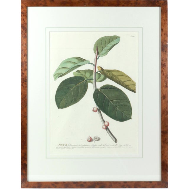 18th-Century Exotic Botanical Prints From Plantae Selectae by Georg Ehret For Sale - Image 12 of 18