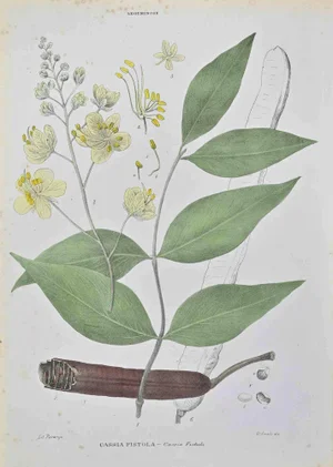 Vincenzo Tenore, Cassia Fistula, Lithograph, 1870s