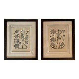 1890 Original Skeleton Anatomy Illustrations - Set of 2 For Sale