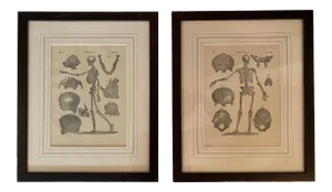 1890 Original Skeleton Anatomy Illustrations - Set of 2