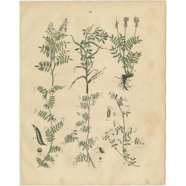 Calwer, Meadow and Fodder Plant Botanical Studies, 1852, Prints, Set of 4 For Sale - Image 3 of 10