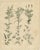 Calwer, Meadow and Fodder Plant Botanical Studies, 1852, Prints, Set of 4 For Sale - Image 3 of 10