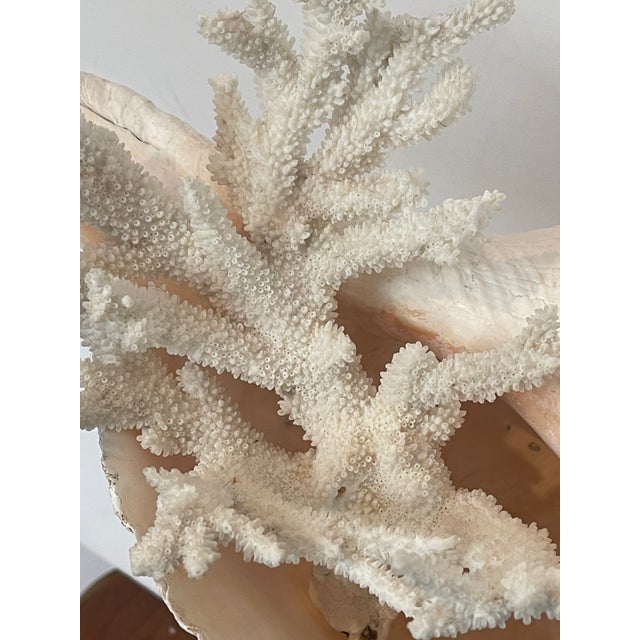 1960s 1960s Impressive Spiral Sea Shell On. Pricket Stand Assemblage For Sale - Image 5 of 5