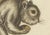 Mid 18th Century Seligmann, Flying Squirrels, 1762, Original Hand-Colored Engraving For Sale - Image 5 of 10