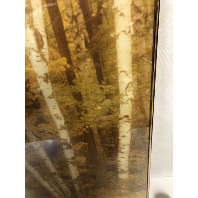 Copper VTG William Plante 30" Nielsen Frame Signed Photograph Birch Tree Forest Scene For Sale - Image 8 of 11