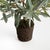 Kenneth Ludwig Chicago Olive Tree Drop-In 17.5" For Sale - Image 4 of 4