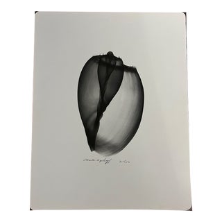 Signed Numbered Vintage Seashell Xray Photographic Art Print 1980 Koetsier Style For Sale