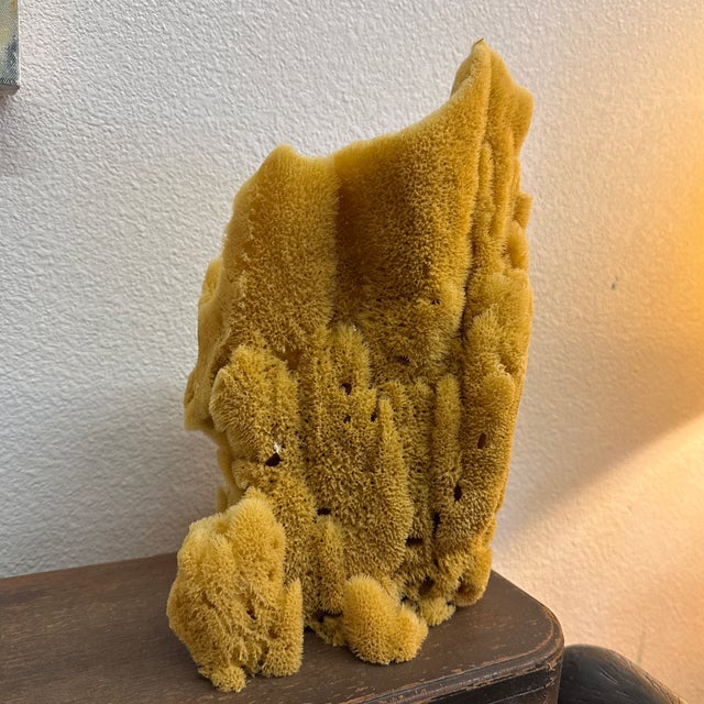 This is an amazing large sea sponge vase. As only god could make. This one features a cathedral form and rich details....