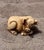 17th Century Antique Chinese Ivory Netsuke Pig - Ming/Quing Dynasty For Sale - Image 5 of 6
