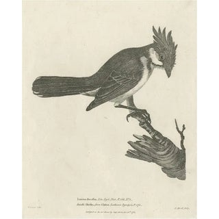 The Red-Whiskered Bulbul, 1788, Paper For Sale