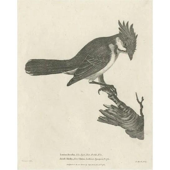 The Red-Whiskered Bulbul, 1788, Paper For Sale