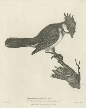 The Red-Whiskered Bulbul, 1788, Paper