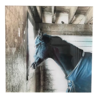 Acrylic Mounted Black Horse Photograph For Sale