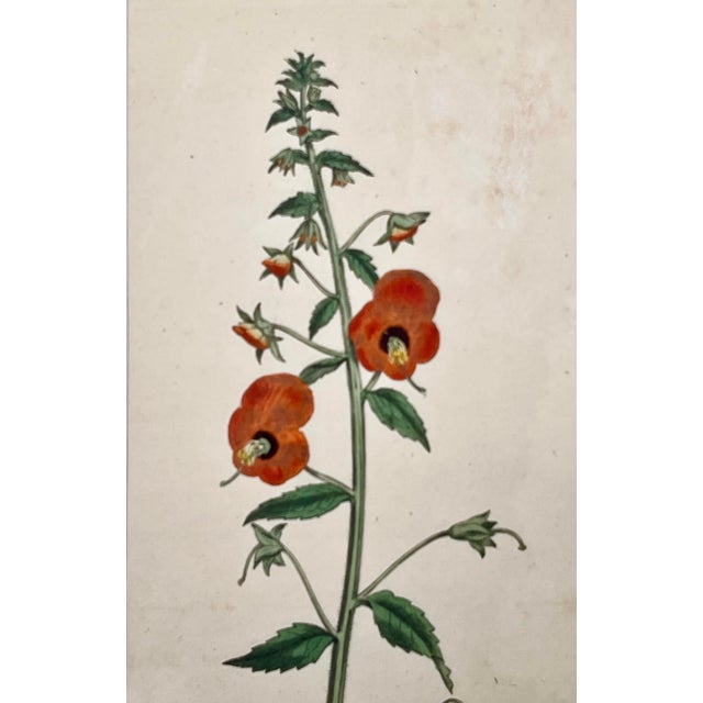 Late 18th Century Antique Original Hand Colored Curtis Floral Botanical Etching c.1798 For Sale - Image 5 of 5