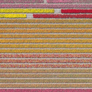 "AV_Tulip_Fields_031" Contemporary Aerial View Limited Edition Photograph by Bernhard Lang For Sale