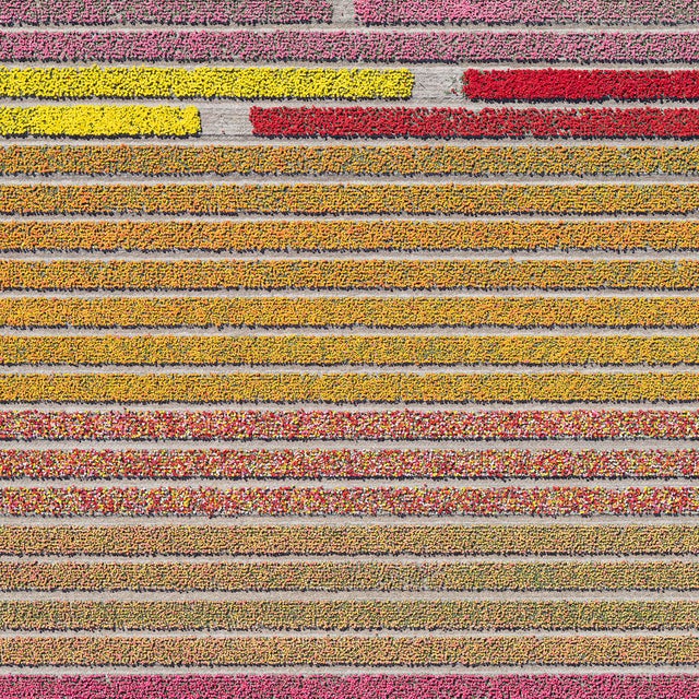 "AV_Tulip_Fields_031" Contemporary Aerial View Limited Edition Photograph by Bernhard Lang For Sale