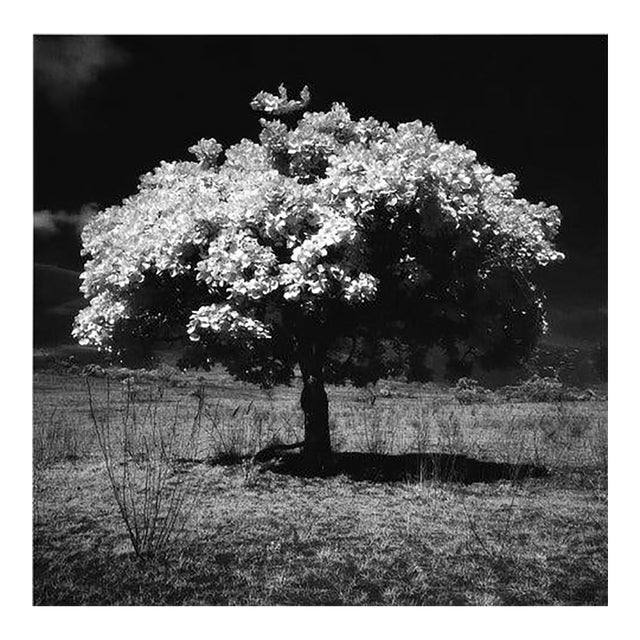 Photography on Paper, Tree of Life, Nicolas Auvray, New York, 2015 For Sale