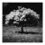 Photography on Paper, Tree of Life, Nicolas Auvray, New York, 2015 For Sale
