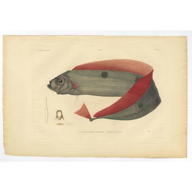 Forget after Acaric Baron, Trachipterus Trachypterus, 1842, Paper For Sale - Image 3 of 5